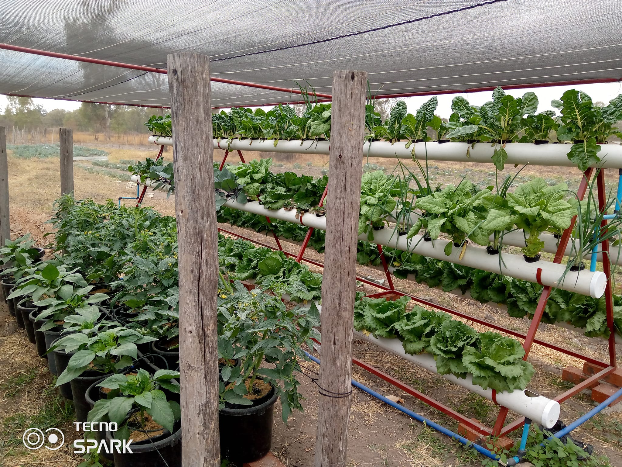 Thriving vegetables in ZimConserve's protected nutrition garden